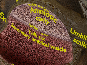 Human embryo 14 days labelled detailed Modello di stampa 3D