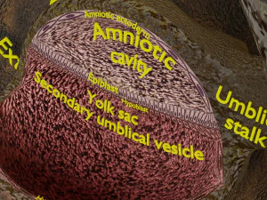 Human embryo 14 days labelled detailed 3D Print Model