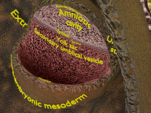 Human embryo 14 days labelled detailed Modello di stampa 3D