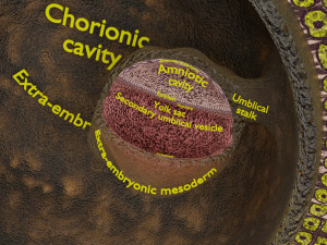 Human embryo 14 days labelled detailed Modello di stampa 3D