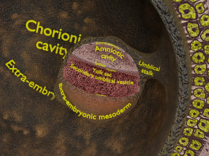 Human embryo 14 days labelled detailed Modello di stampa 3D