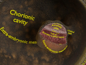 Human embryo 14 days labelled detailed Modello di stampa 3D