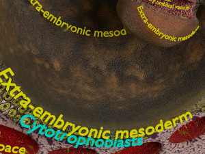 Human embryo 14 days labelled detailed Modello di stampa 3D