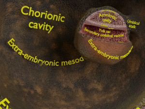 Human embryo 14 days labelled detailed Modello di stampa 3D
