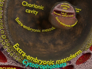 Human embryo 14 days labelled detailed Modello di stampa 3D