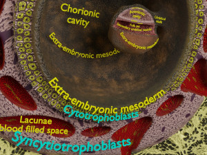 Human embryo 14 days labelled detailed Modello di stampa 3D