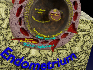 Human embryo 14 days labelled detailed Modello di stampa 3D