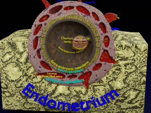Human embryo 14 days labelled detailed Modello di stampa 3D