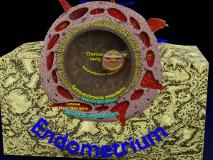 Human embryo 14 days labelled detailed 3D Print Model