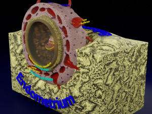 Human embryo 14 days labelled detailed Modello di stampa 3D