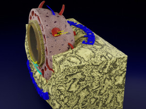 Human embryo 14 days labelled detailed Modello di stampa 3D