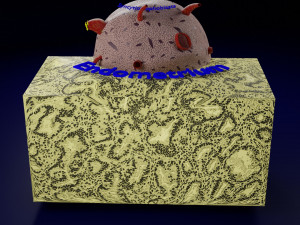 Human embryo 14 days labelled detailed Modello di stampa 3D