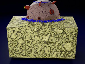Human embryo 14 days labelled detailed 3D Print Model