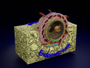 Human embryo 14 days labelled detailed Modello di stampa 3D