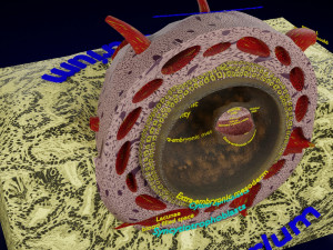 Human embryo 14 days labelled detailed Modello di stampa 3D