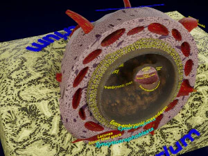 Human embryo 14 days labelled detailed 3D Print Model