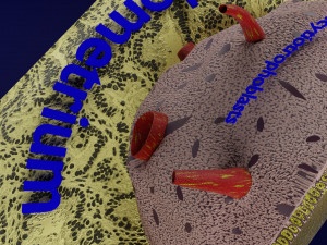 Human embryo 14 days labelled detailed Modello di stampa 3D
