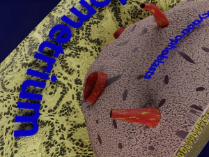 Human embryo 14 days labelled detailed 3D Print Model