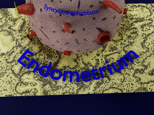Human embryo 14 days labelled detailed Modello di stampa 3D