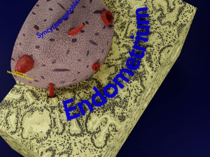 Human embryo 14 days labelled detailed Modello di stampa 3D