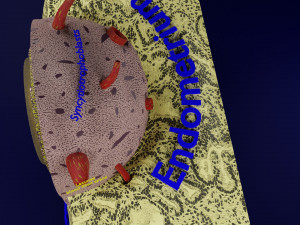 Human embryo 14 days labelled detailed Modello di stampa 3D