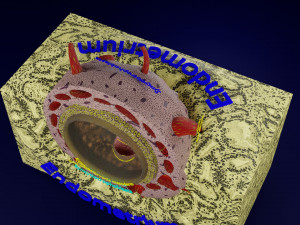 Human embryo 14 days labelled detailed Modello di stampa 3D