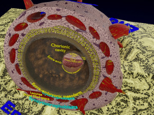 Human embryo 14 days labelled detailed Modello di stampa 3D