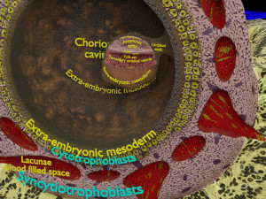 Human embryo 14 days labelled detailed Modello di stampa 3D