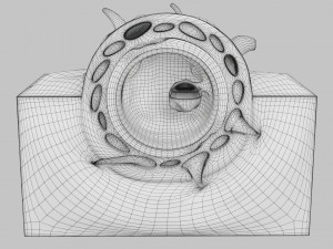 Human embryo 14 days labelled detailed Modello di stampa 3D