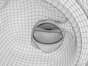 Human embryo 14 days labelled detailed Modello di stampa 3D