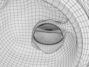 Human embryo 14 days labelled detailed 3D Print Model