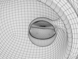 Human embryo 14 days labelled detailed Modello di stampa 3D