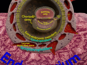Human embryo 15-28 days 3-4 weeks gastrulation 3D MODEL 3D Model