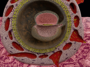 Human embryo 15-28 days 3-4 weeks gastrulation 3D MODEL Model 3D