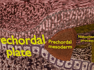 Human embryo 15-28 days 3-4 weeks gastrulation 3D MODEL Model 3D