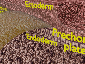 Human embryo 15-28 days 3-4 weeks gastrulation 3D MODEL Model 3D
