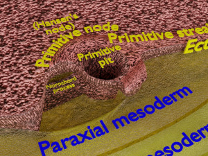 Human embryo 15-28 days 3-4 weeks gastrulation 3D MODEL Model 3D