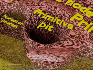 Human embryo 15-28 days 3-4 weeks gastrulation 3D MODEL Model 3D
