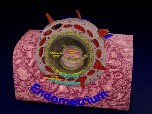 Human embryo 15-28 days 3-4 weeks gastrulation 3D MODEL Model 3D