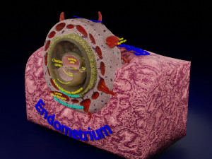 Human embryo 15-28 days 3-4 weeks gastrulation 3D MODEL Model 3D