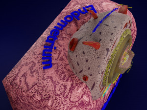 Human embryo 15-28 days 3-4 weeks gastrulation 3D MODEL Model 3D