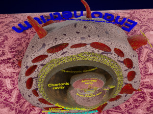 Human embryo 15-28 days 3-4 weeks gastrulation 3D MODEL Model 3D
