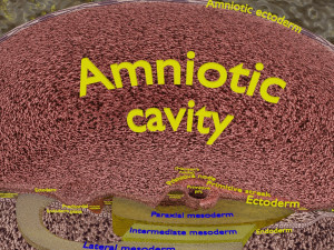 Human embryo 15-28 days 3-4 weeks gastrulation 3D MODEL Model 3D
