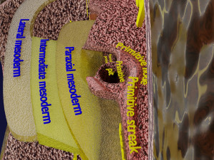 Human embryo 15-28 days 3-4 weeks gastrulation 3D MODEL Model 3D