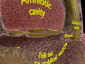 Human embryo 15-28 days 3-4 weeks gastrulation 3D MODEL Model 3D
