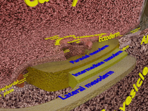 Human embryo 15-28 days 3-4 weeks gastrulation 3D MODEL Model 3D