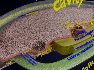 Embri&atilde;o trilaminar humano 3 semanas Modelo 3D