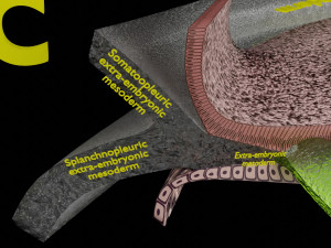 Human trilaminar embryo 3 Weeks 3D Model