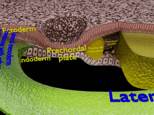 Human trilaminar embryo 3 Weeks 3D Model