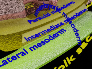 Human trilaminar embryo 3 Weeks 3D Model